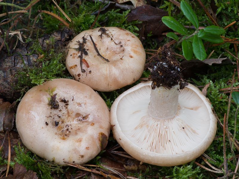 Lactarius musteus